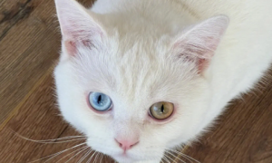 白色异瞳猫是土猫吗？为什么？