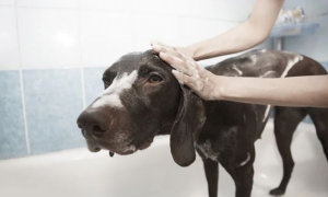 宠物狗讨厌洗澡怎么办？这七个方法让你的狗乖乖去洗澡，亲测有效