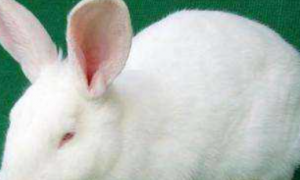 今日小知识：大耳白兔和海棠兔哪个好？