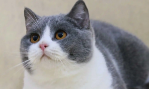 猫咪喜欢咬人是什么原因导致的？