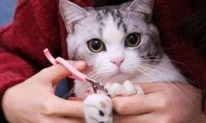 小奶猫出生多久可以剪指甲？这篇文章告诉你