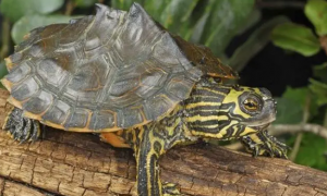 今日科普：地图龟能和巴西龟一起养吗？