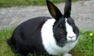 今日小知识：黑白道奇兔能长多大？