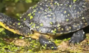 能活60年左右的布氏拟龟，生活习性了解一下吧！