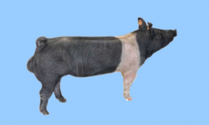 原产美国的汉普夏猪有什么优缺点？一文替你解答！