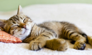 猫吃益生菌有什么作用？