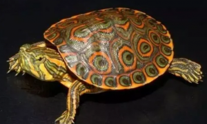 大河甜甜圈龟怎么冬眠，这篇文章告诉你！