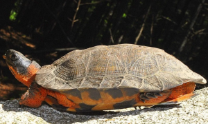 濒危物种木雕水龟的科普来啦~千万不能错过！