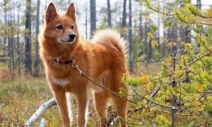 芬兰狐狸犬生存年限，你晓得吗？