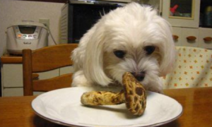 狗狗可以吃松茸吗？来看这！