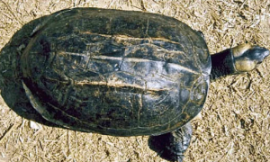 “不挑食”的缅甸黑山龟，来了解一下吧~