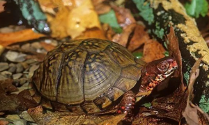 三趾箱龟饲养环境，养之前一定要知道！