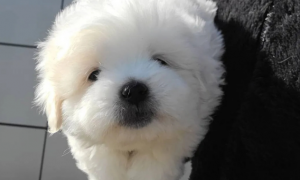 棉花面纱犬，一个长相似棉花糖的狗狗！