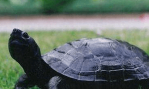 黑颈乌龟吃什么食物最好？饲养手册收藏一下！
