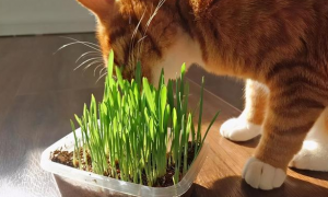 猫咪不吃猫草怎么办