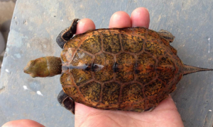 三弦巨型鹰嘴泥龟寿命，喜欢养龟的可以来了解一下