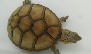 东方泥龟吃什么，在家该怎么饲养呢？