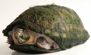 阿拉莫泥龟怎么养？有必要了解一下！