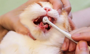 猫为什么不爱闻牙膏？原因在这里！