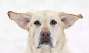 狗狗为什么会变飞机耳？原因很简单