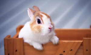 兔子的记忆力有多久？你了解吗？