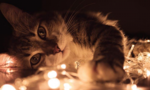 猫咪喜欢灯光还是黑暗？一起来瞧瞧