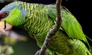 紫冠亚马逊鹦鹉多少钱？你买贵了吗？