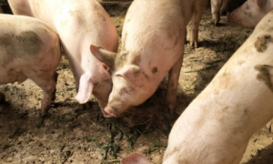 复合维生素B注射液，在养猪中的妙用，你知道吗？