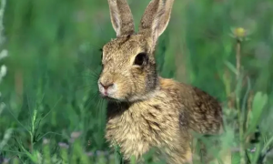 生活在荒漠地带的塔里木兔，你对它的了解有多少呢？