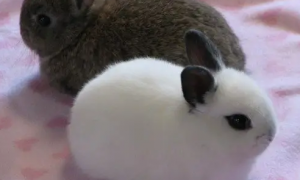 海棠兔长多大可以生小兔子？一文替你解答！
