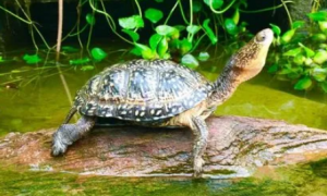 一文详解流星泽龟的寿命！