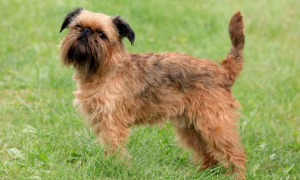 身材短小、性格敏感的布鲁塞尔粗毛猎犬，你不了解一下？