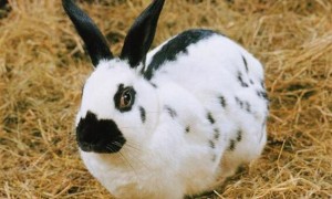 可可爱爱的花巨兔的价格是多少，快来看看吧~
