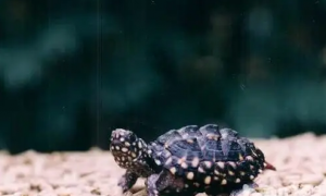 哈米顿氏龟是深水龟吗？有什么特点？主要分布在哪？一文解答
