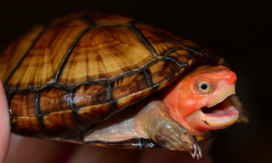 红面蛋龟吃什么？来看看你喂对了吗！