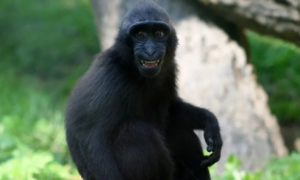 因为“自拍照”走红全球的黑冠猕猴，你了解多少？