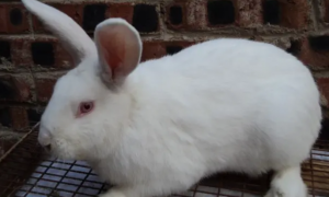 新西兰兔和中国白兔的区别，你了解多少？