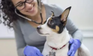 狗狗体检做哪些项目，你们知道吗？