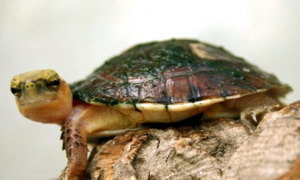 百色闭壳龟是保护动物吗？这篇文章值得一看
