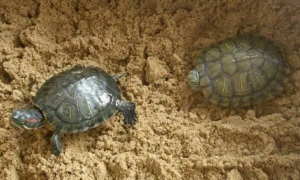 养龟注意点：冬天小草龟怎么养才不会死掉呢？
