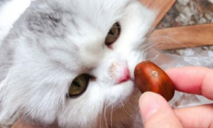 猫能吃栗子吗？答案是不能！