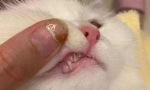 三个月的小猫会不会换牙？答案在这里