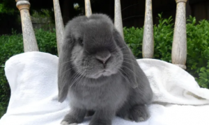 英国迷你垂耳兔寿命多长，来这了解一下吧！