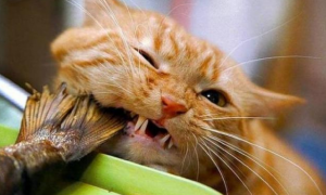 橘猫为什么能吃鱼刺？答案在这里