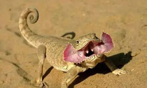 遇到危险，张大耳朵，大耳沙蜥的攻击方式真是独特！
