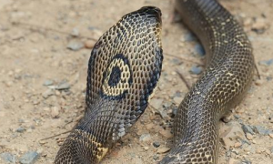 可被医用的“剧毒”蛇——孟加拉眼镜蛇