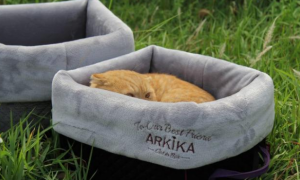 为什么宠物双肩包ARKIKA卖的比江小白还贵