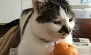 猫可以吃橘子吗？铲屎官要注意下