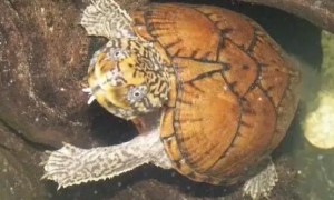 平背麝香龟不吃不喝，竟然是因为……