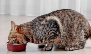 猫咪减肥是难题，不如试试nulo怎么样